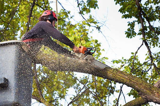 Best Stump Grinding and Removal  in Tennessee Ridge, TN